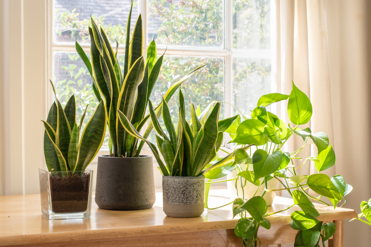 plantas para varanda de apartamento