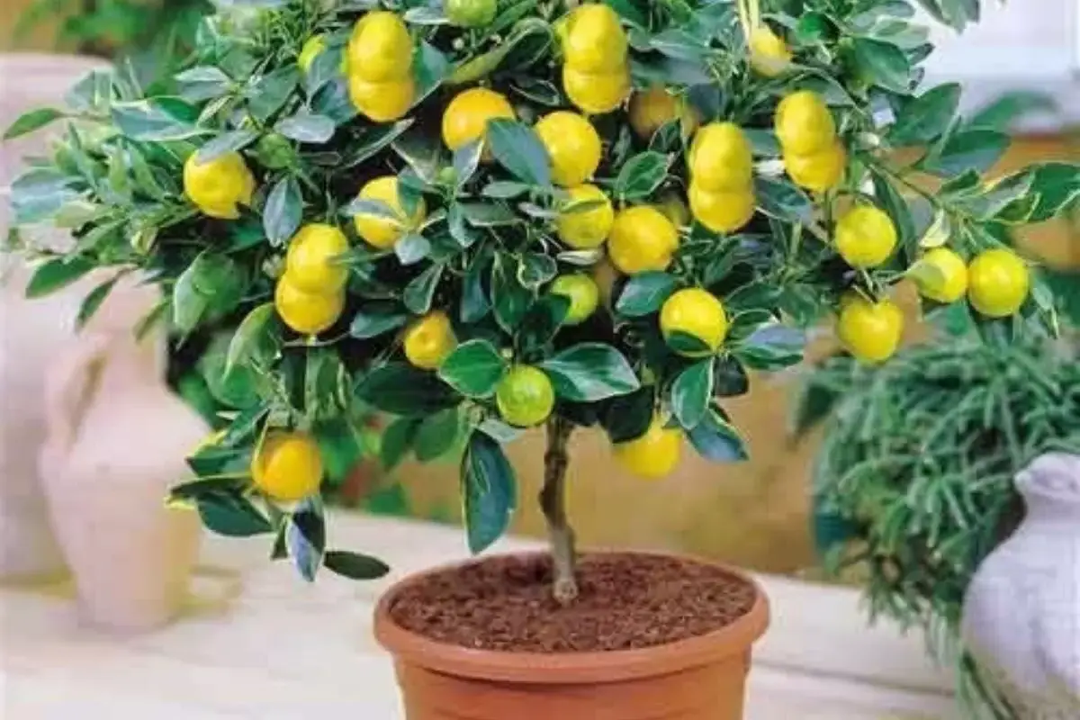 árvore frutífera pequena para varanda