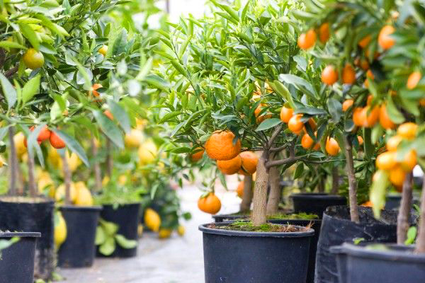plantas frutíferas para apartamento com pouca luz