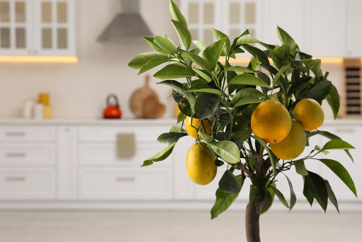 plantas grandes para apartamento