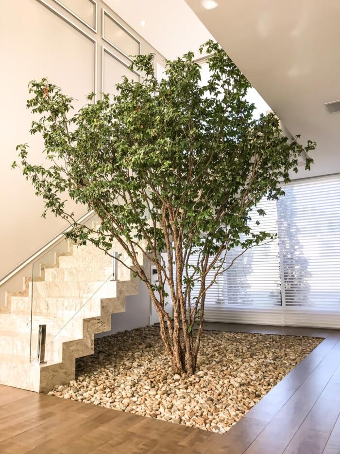 como cultivar árvore em apartamento
