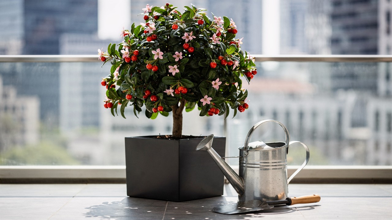 plantas de interior com pouca luz