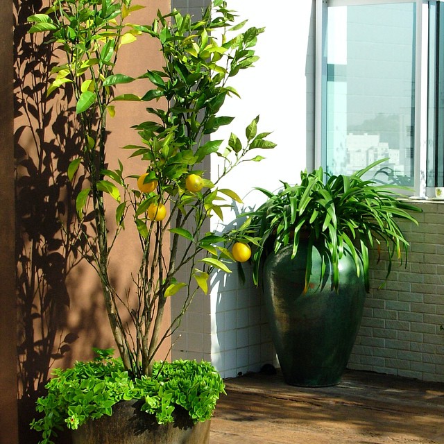 árvores decorativas para sala