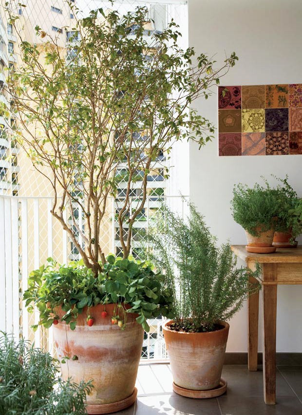 plantas de interior com pouca luz