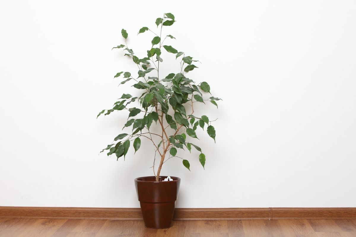 plantas resistentes para apartamento