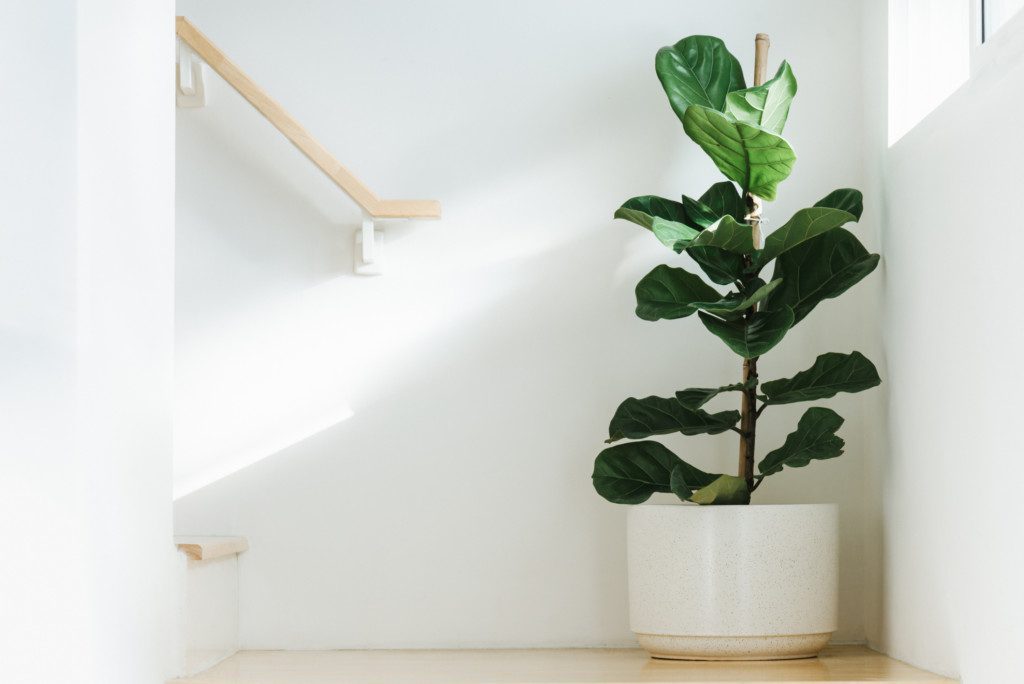 plantas de folhagem para sala