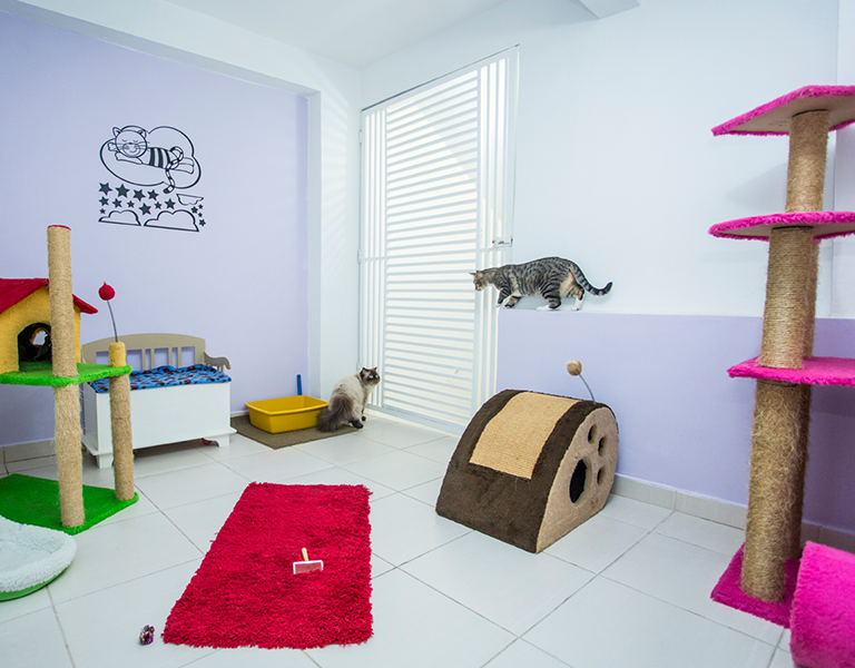 cantinho para cachorro em apartamento