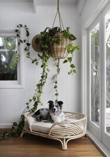 cantinho pet decorado apartamento