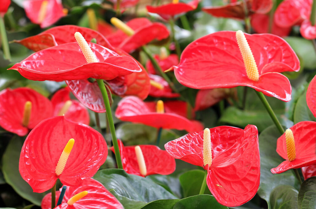flor para apartamento pequeno