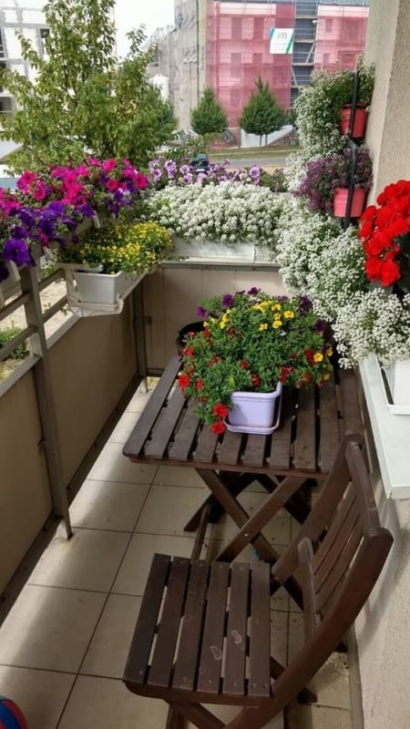 flores para apartamento com pouca luz