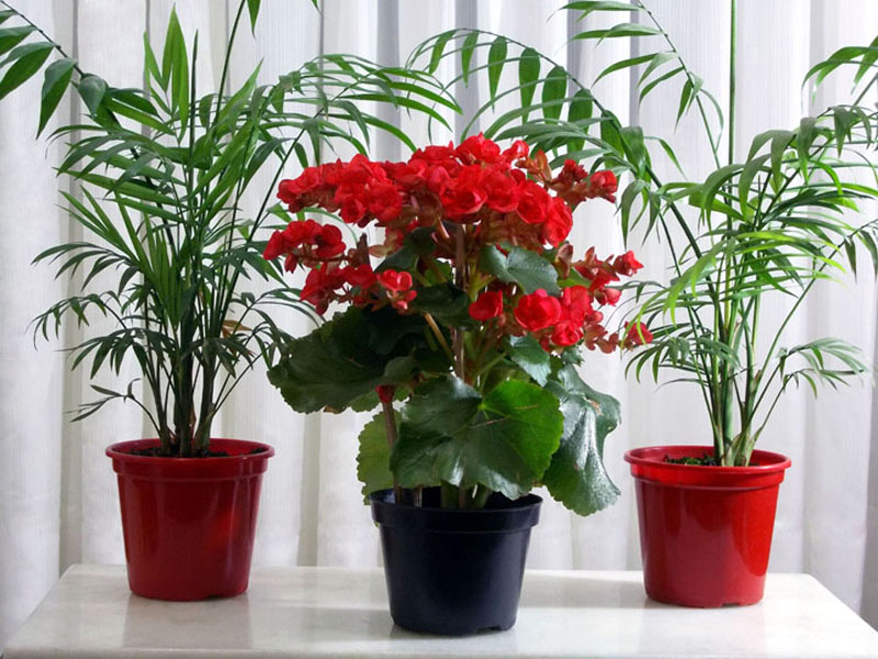 plantas com flor fáceis de cuidar
