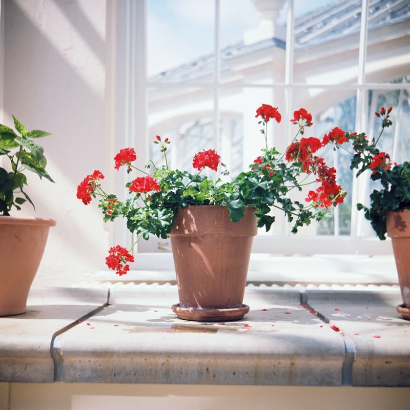 flores para apartamento com pouca luz