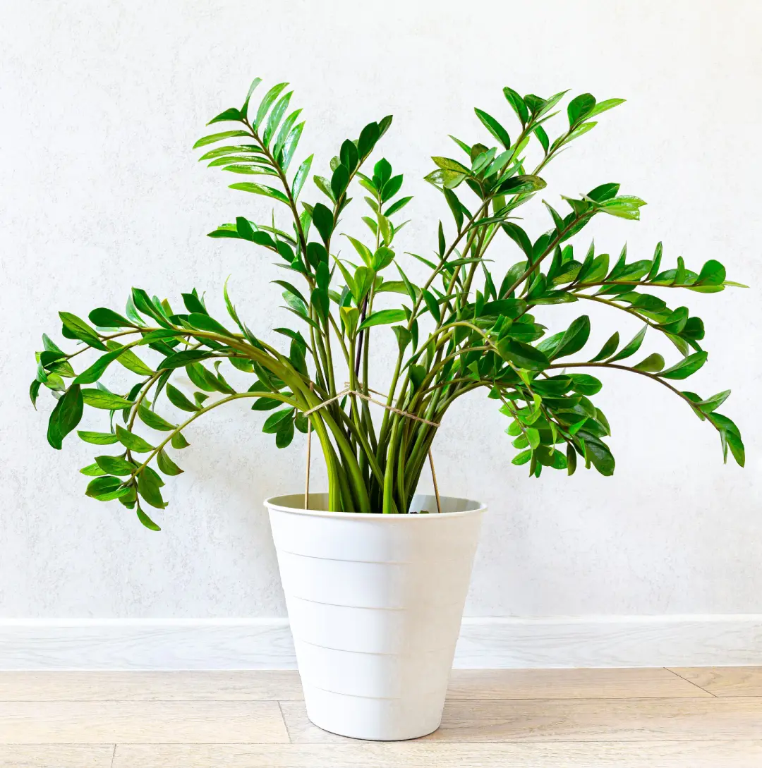 comprar flor para apartamento online