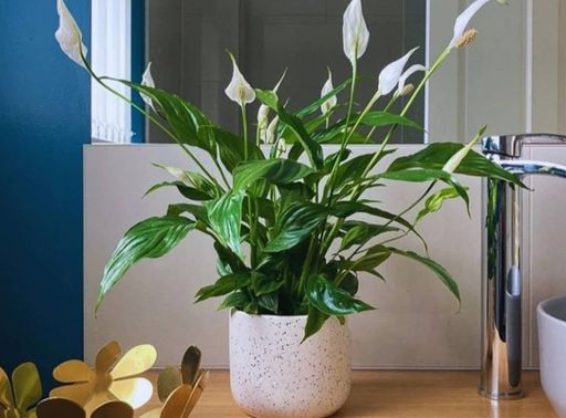 plantas floridas para interior