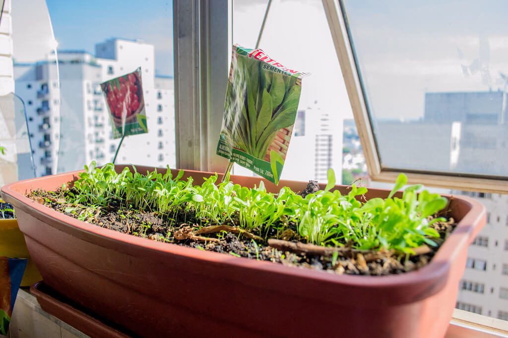 horta vertical apartamento