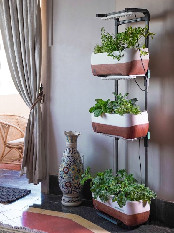 plantar tomate em apartamento