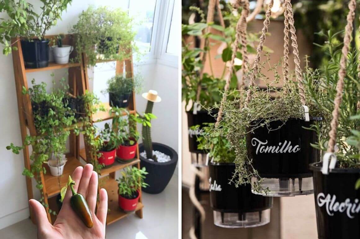 plantar pimenta em apartamento