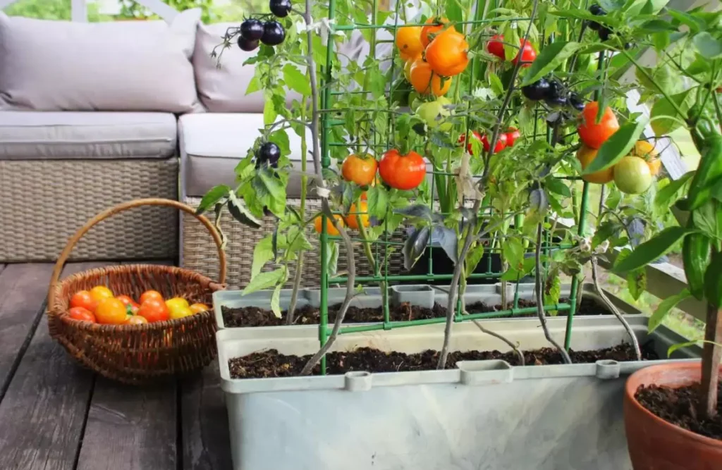 temperos para horta de apartamento