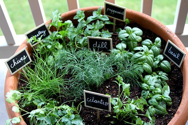 cultivo em apartamento