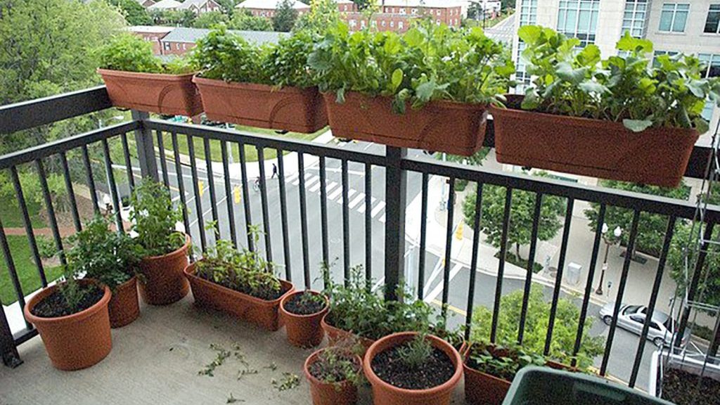 como fazer horta em apartamento pequeno