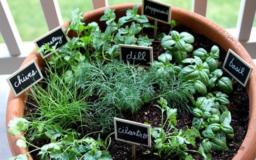 plantas para horta em apartamento