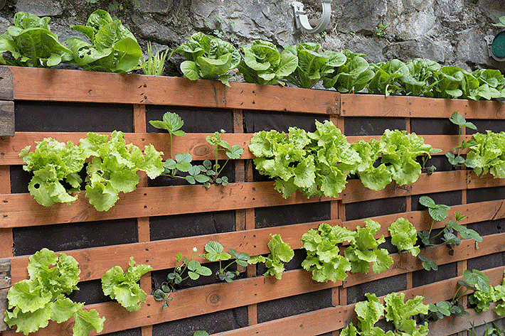 horta vertical apartamento adubacao