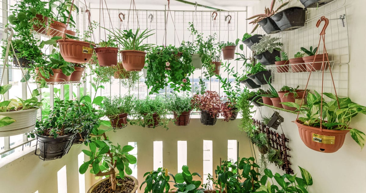 plantas para apartamento com pouco sol