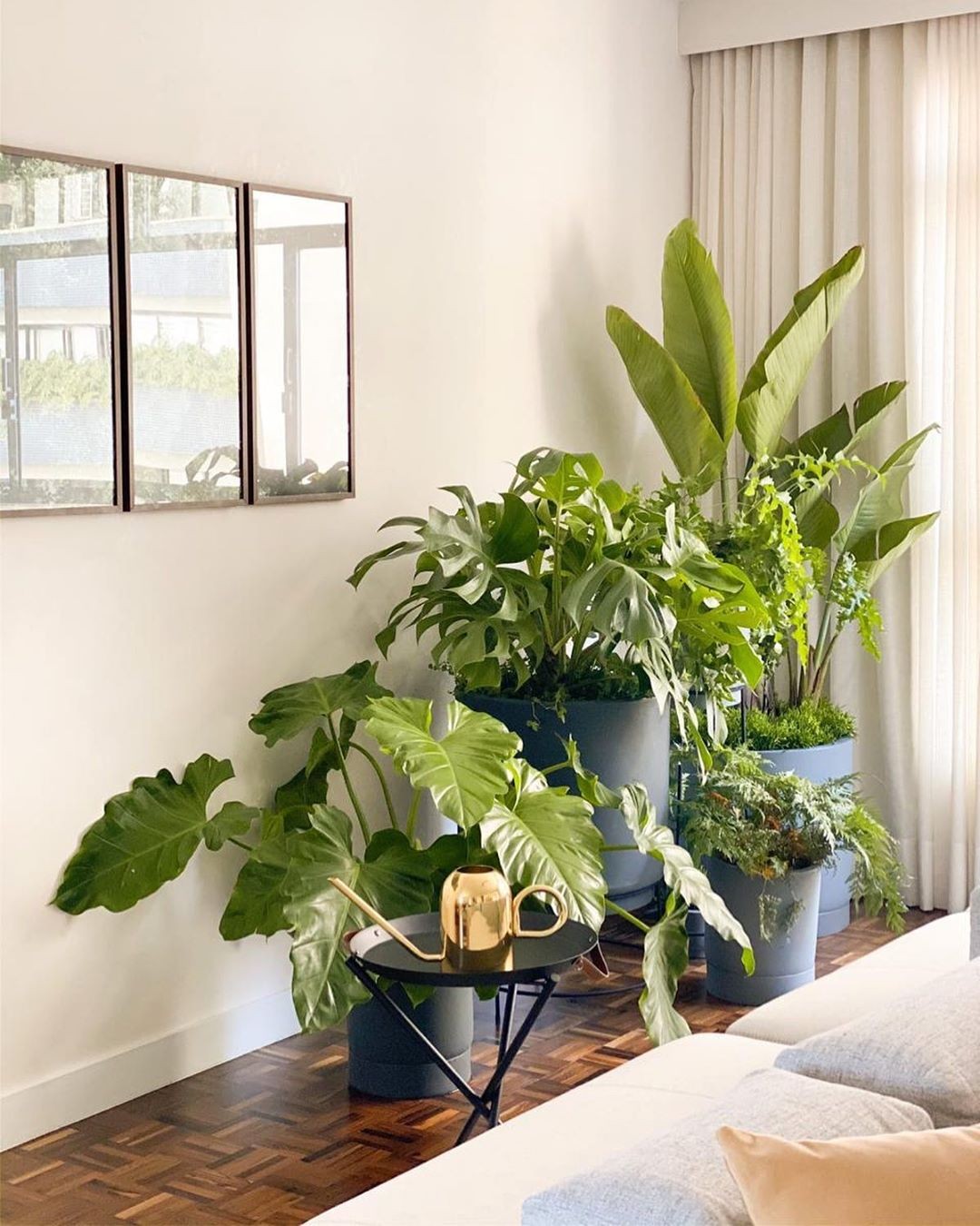 plantas para apartamento com pouca luz