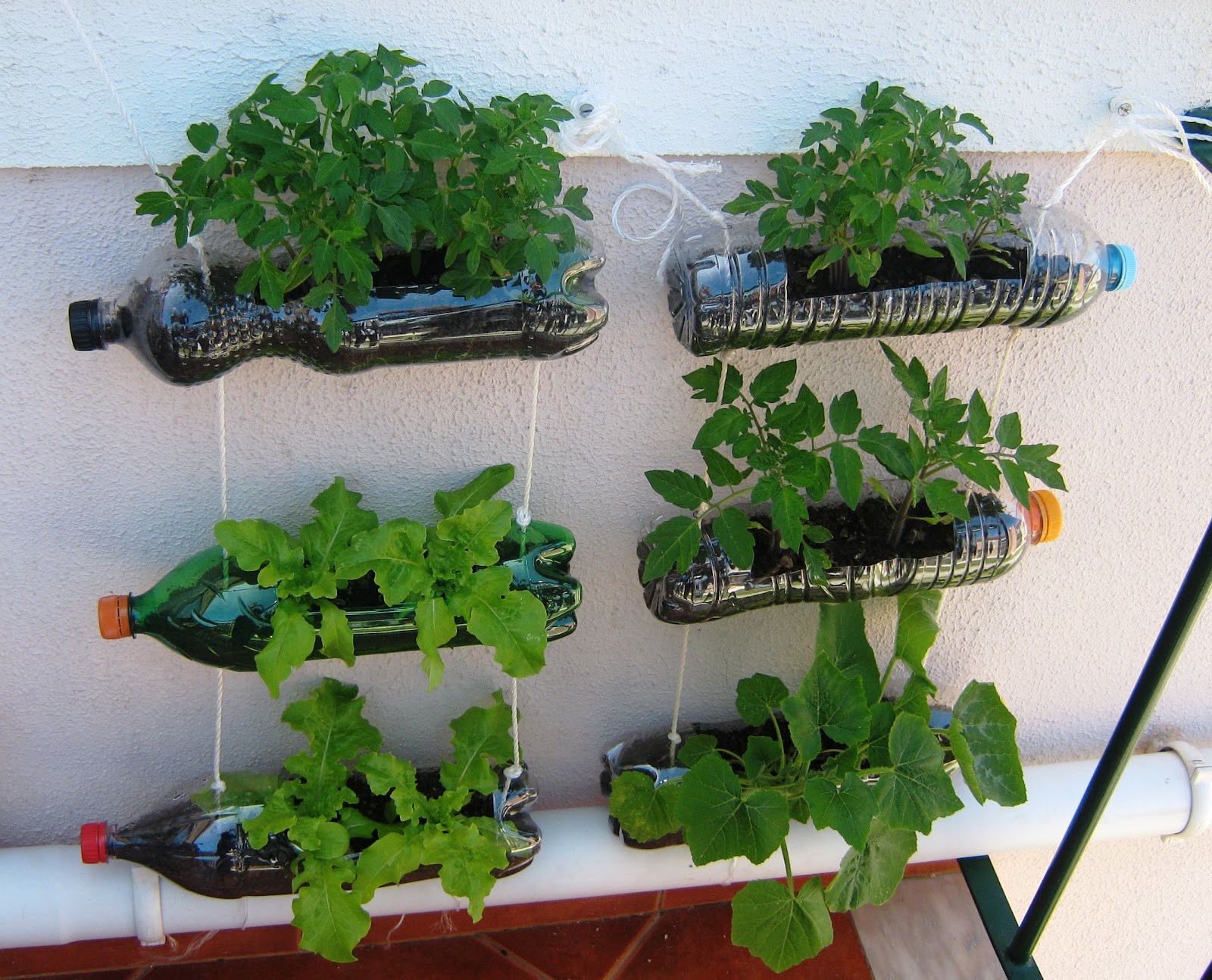 cuidados com plantas em apartamento