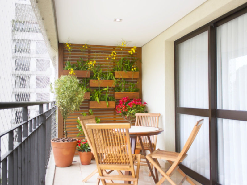 suculentas e cactos para apartamento