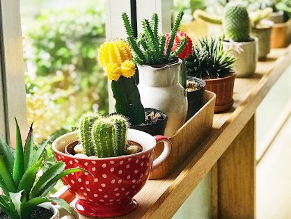 suculentas e cactos para apartamento