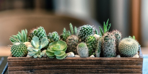 plantas para apartamento com ar condicionado