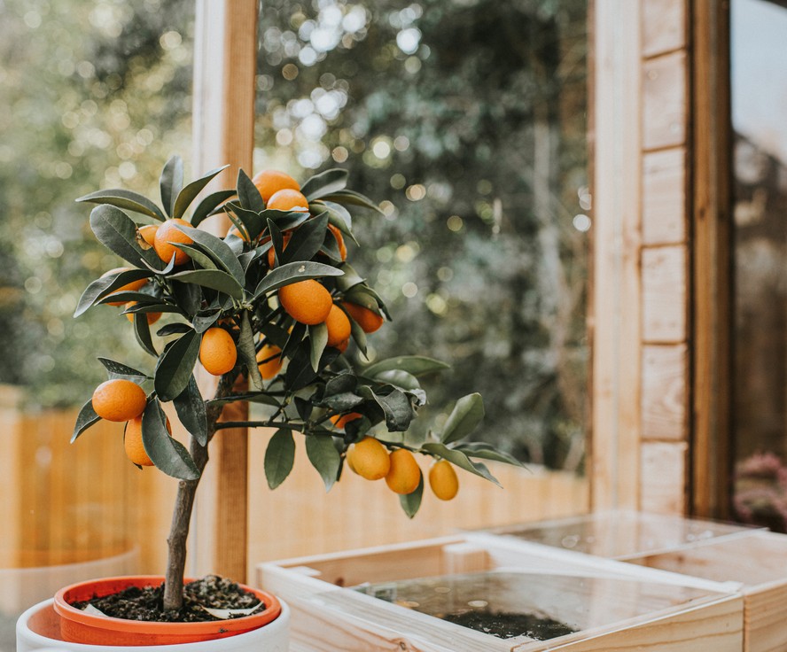 frutas em vaso para apartamento