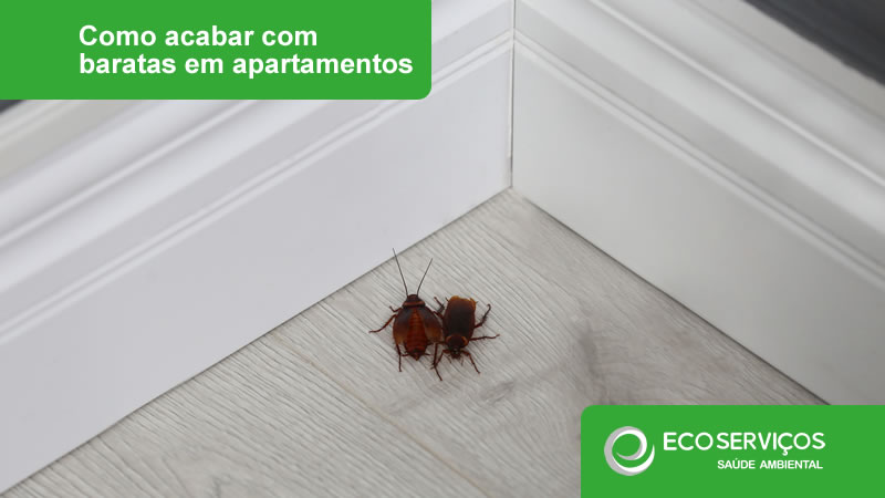 barata germânica apartamento