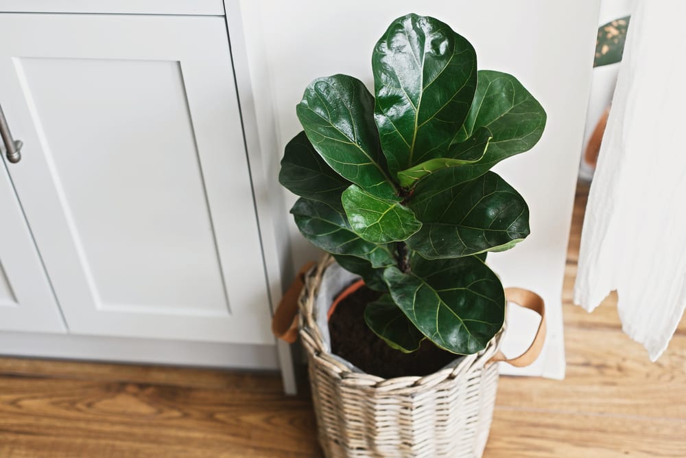 plantas fáceis de cuidar apartamento