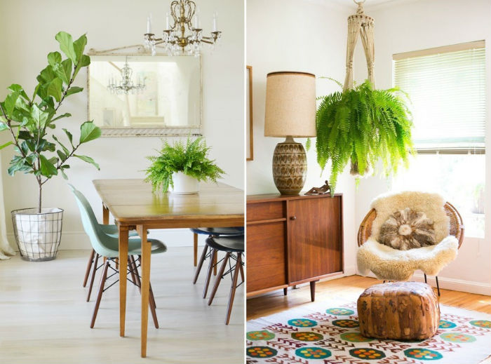 plantas para apartamento com pouco sol