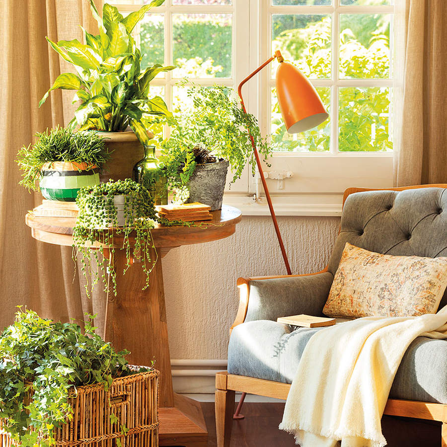 plantas pendentes para apartamento