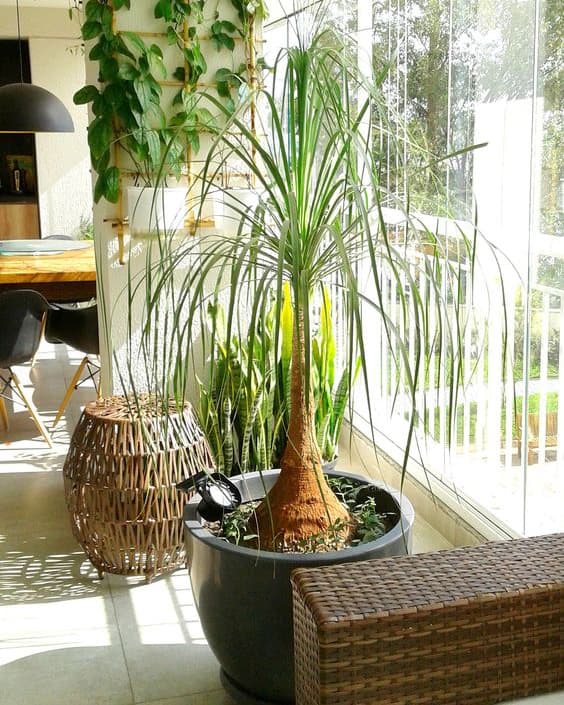 plantas para banheiro de apartamento