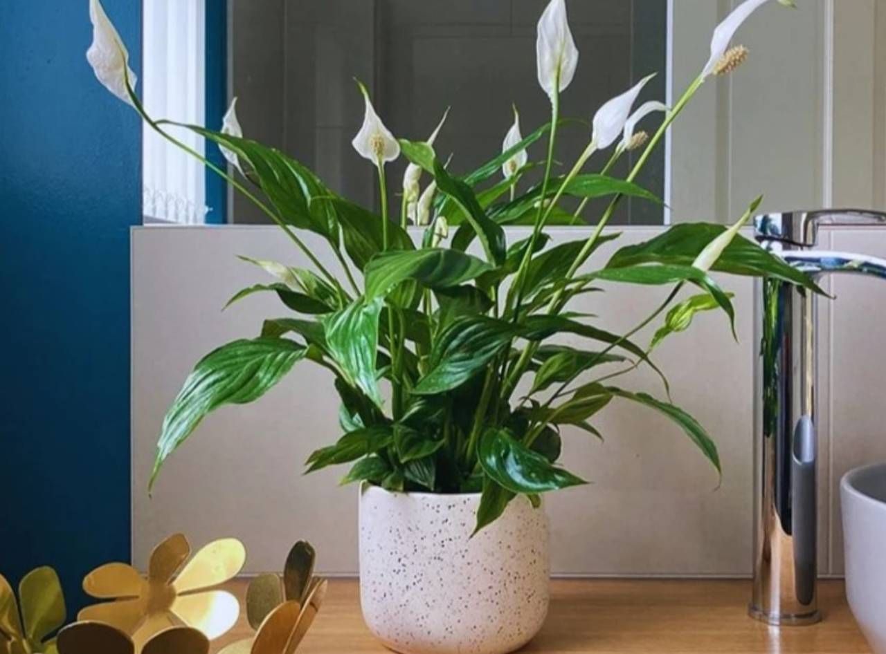 plantas para apartamento pequeno