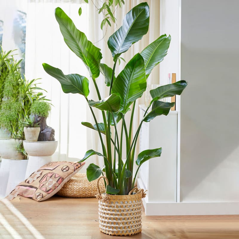 plantas de sombra para apartamento
