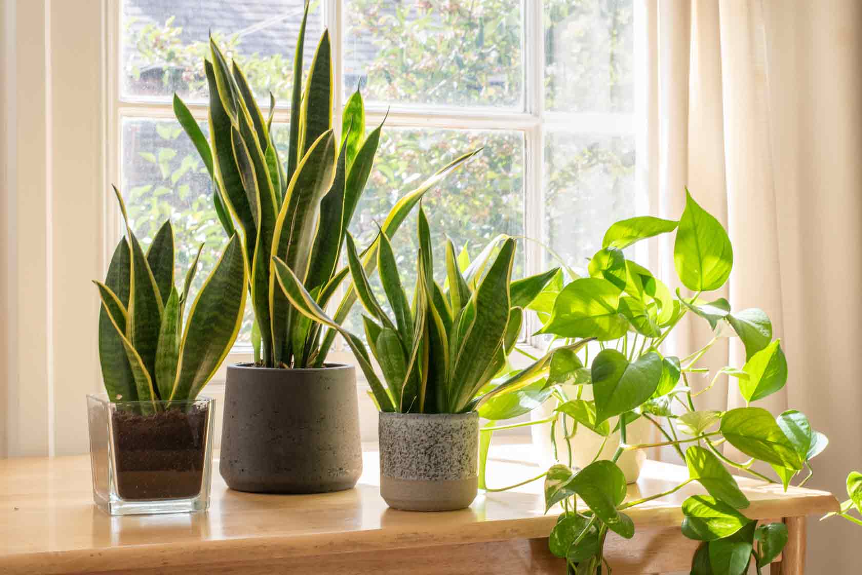 plantas para apartamento com pouco sol