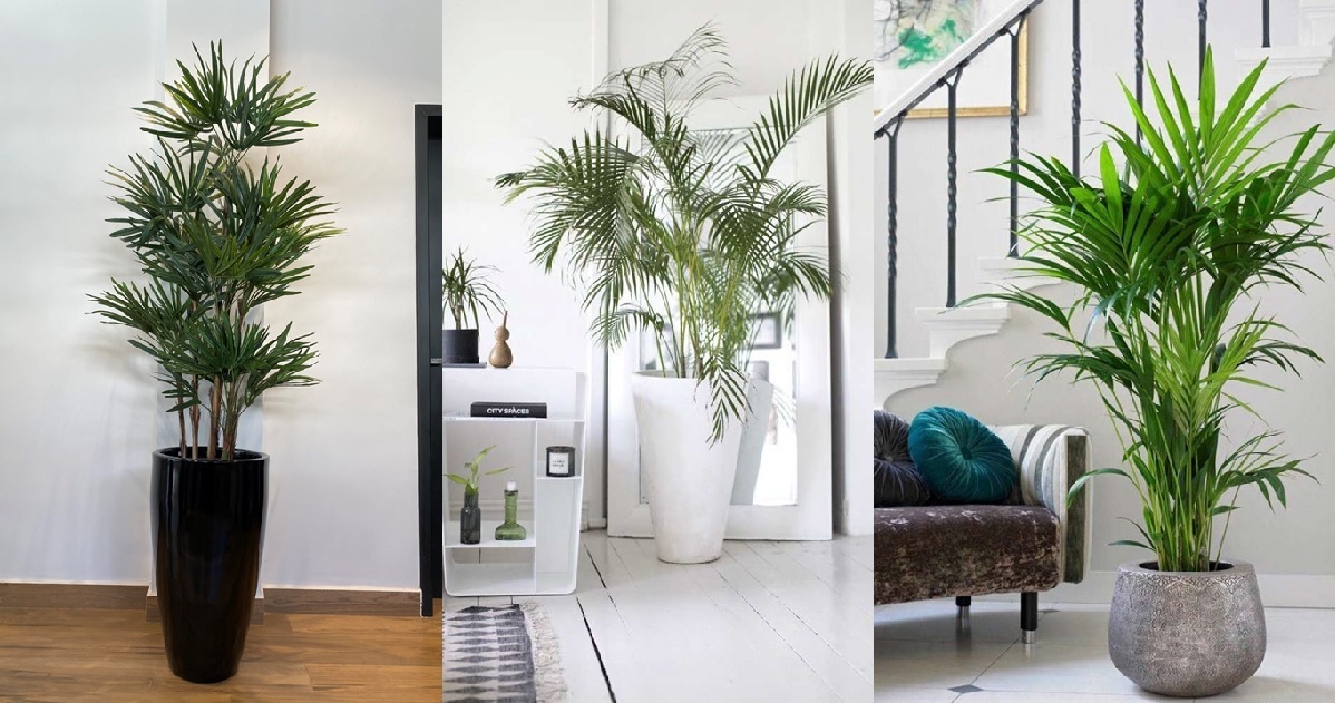 plantas para apartamento com pets