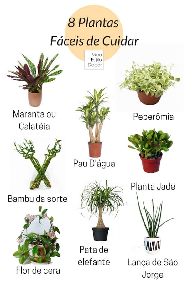 plantas para apartamento com pouca luz