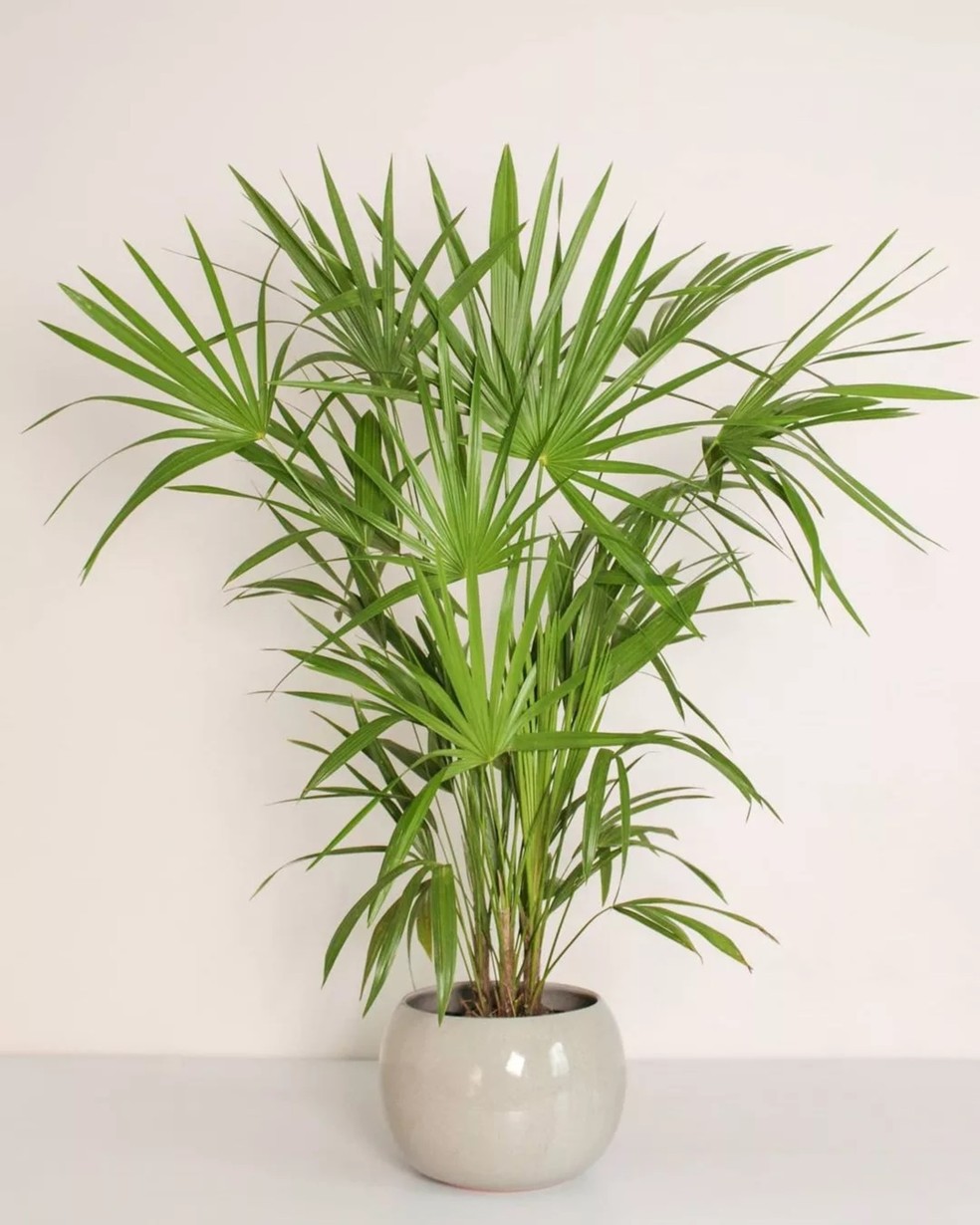 plantas que não precisam de sol