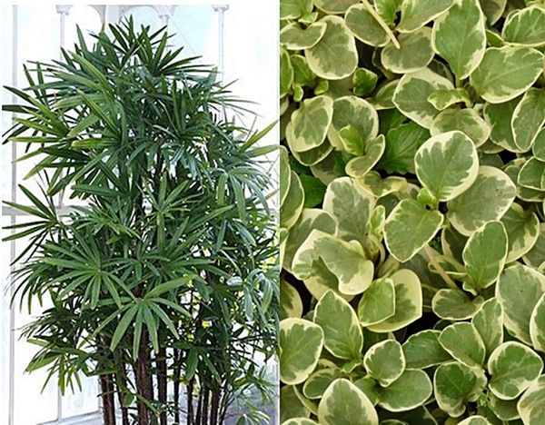plantas para apartamento com pouca luz