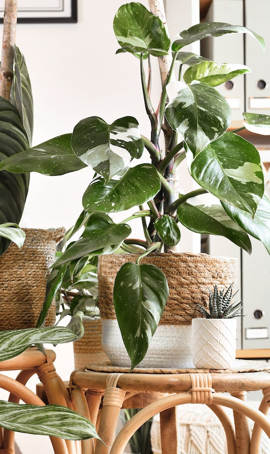 plantas resistentes para iniciantes