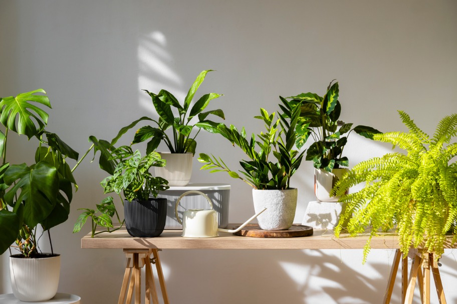 plantas com pouca manutenção