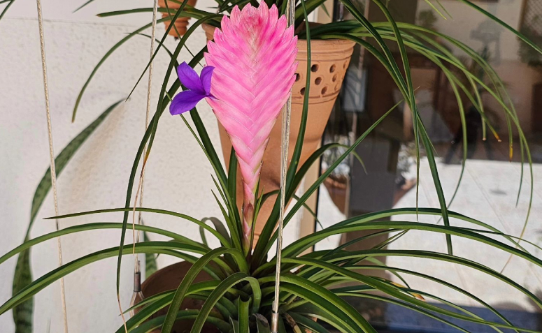 plantas que sobrevivem sem água