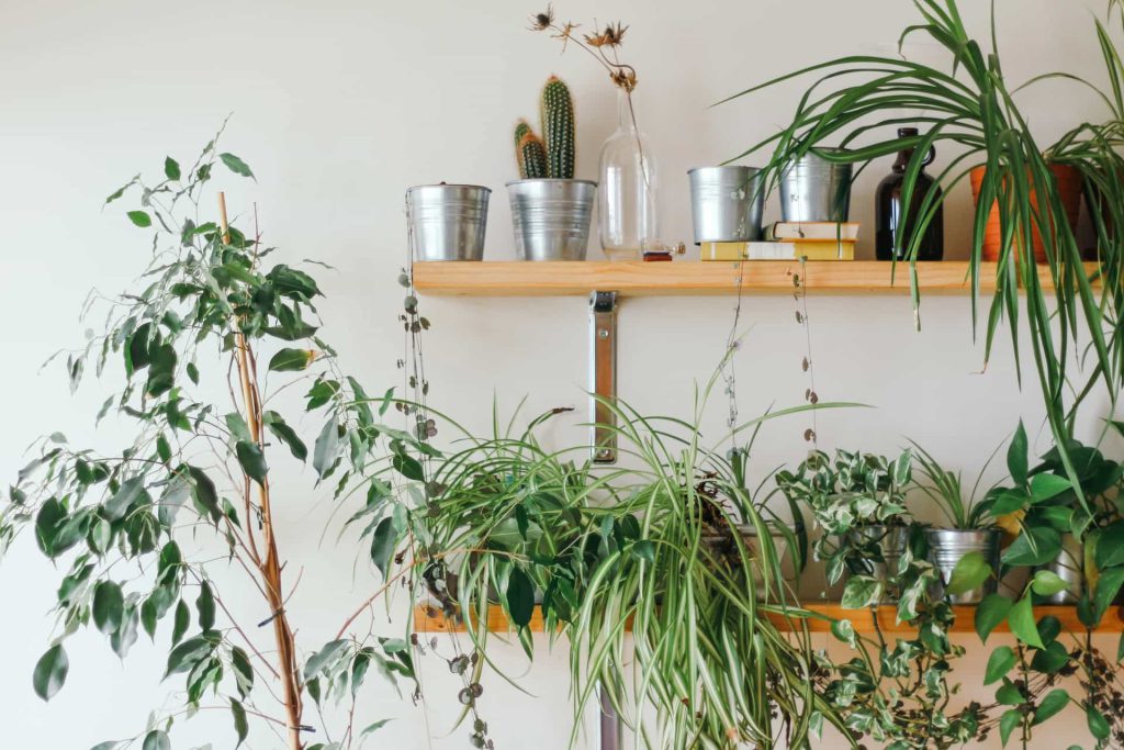 plantas purificadoras de ar para apartamento