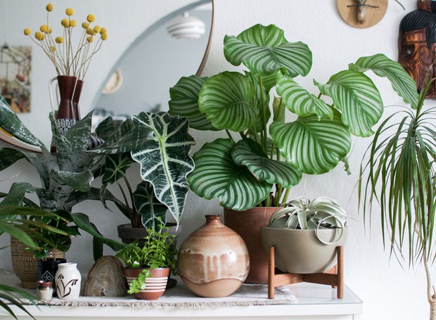 plantas de sombra para interior